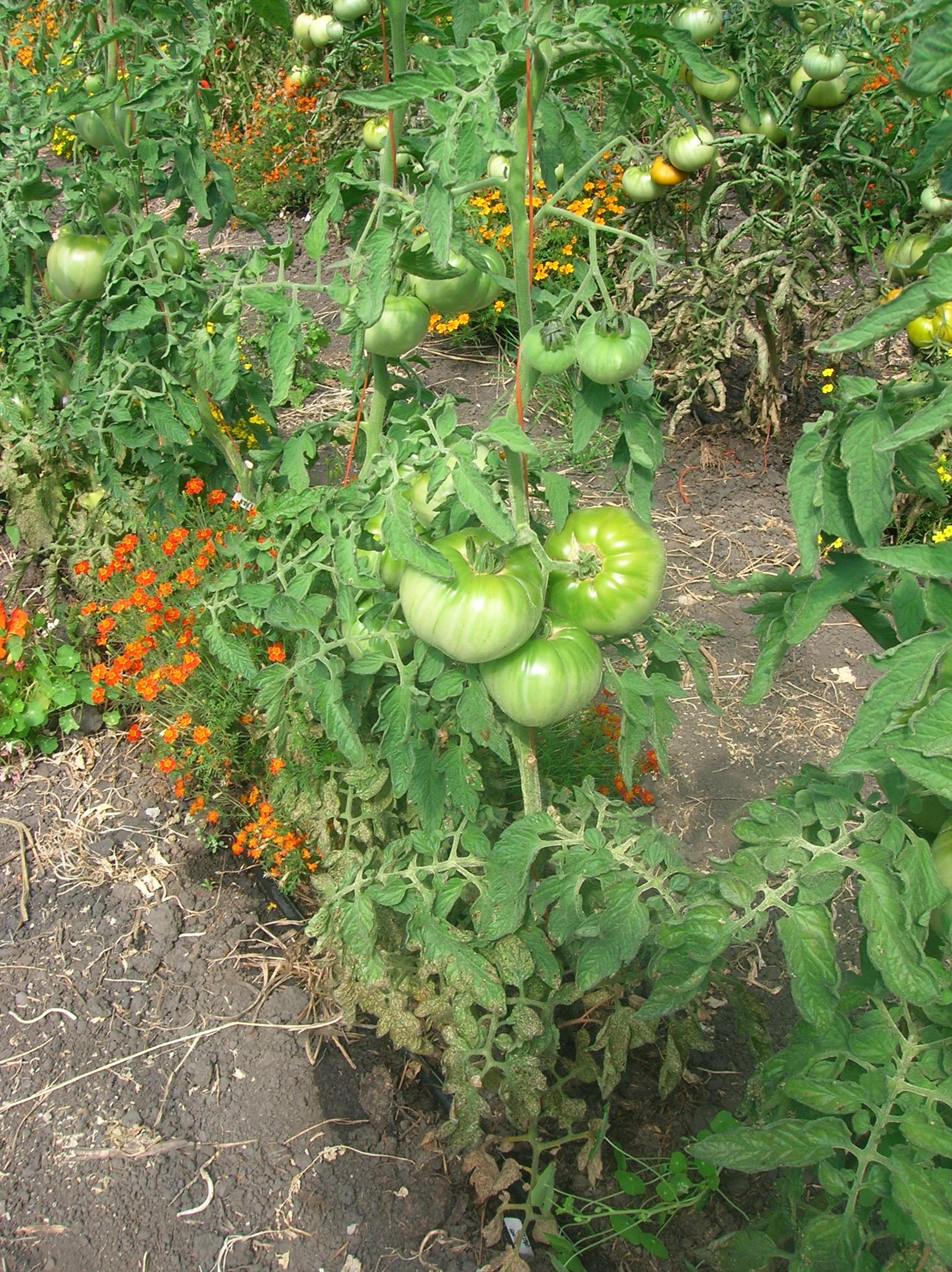 Healthy green tomatoes on the vine