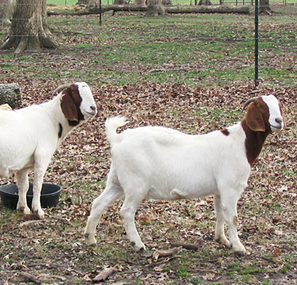 two brown and white Boer goats