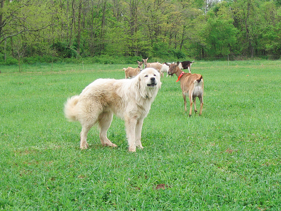 guard dog with goats in a pasture