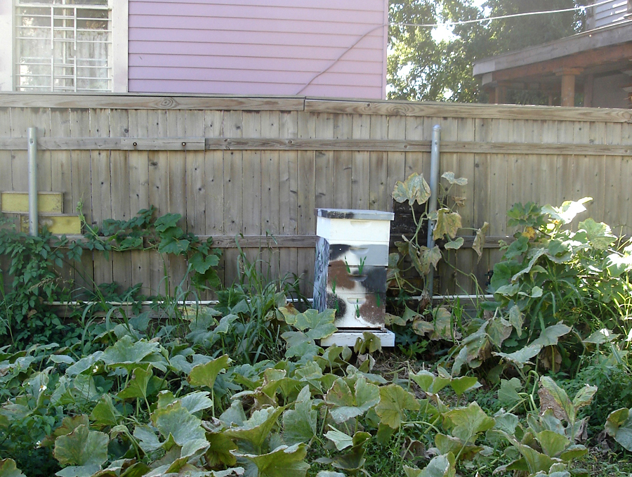 urban hive in a back yard garden