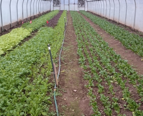High tunnel winter production of Asian greens and spinach