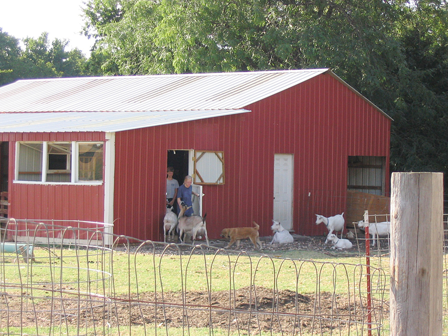 red metal-sided barn for sheep and goats