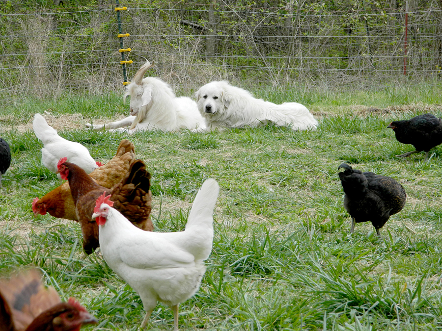 Guard dog watching over chickens and a goat