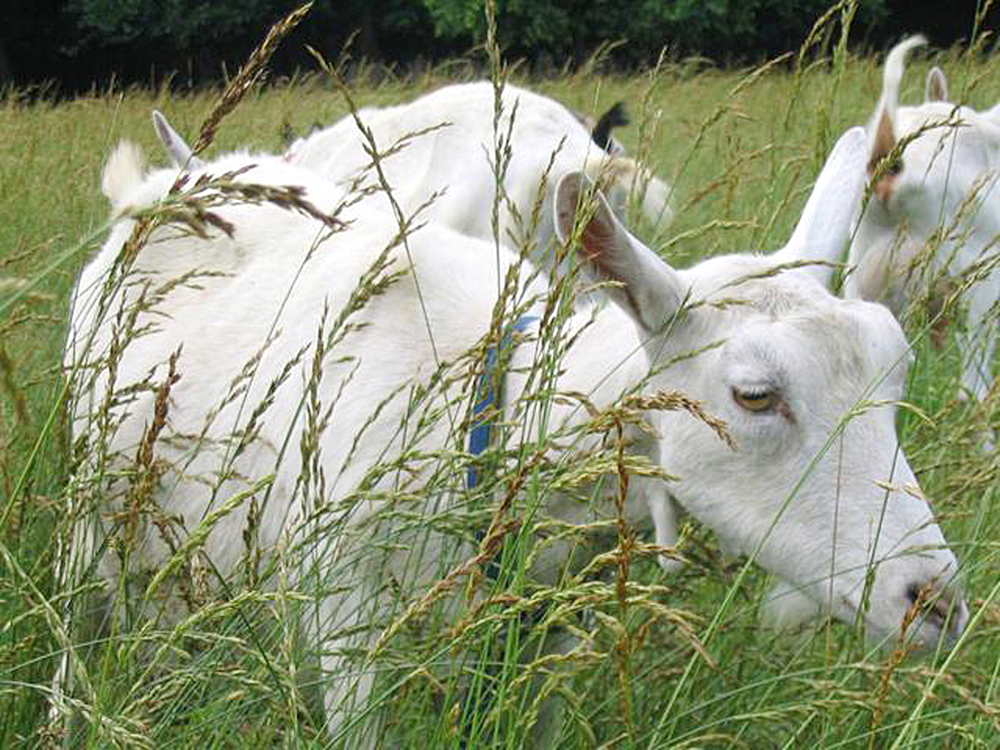 goat grazing in tall grass