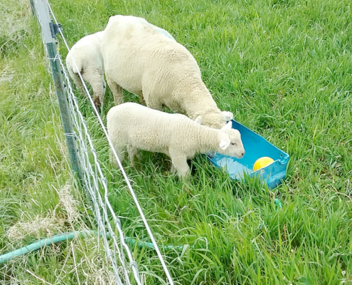 happy sheep on pasture