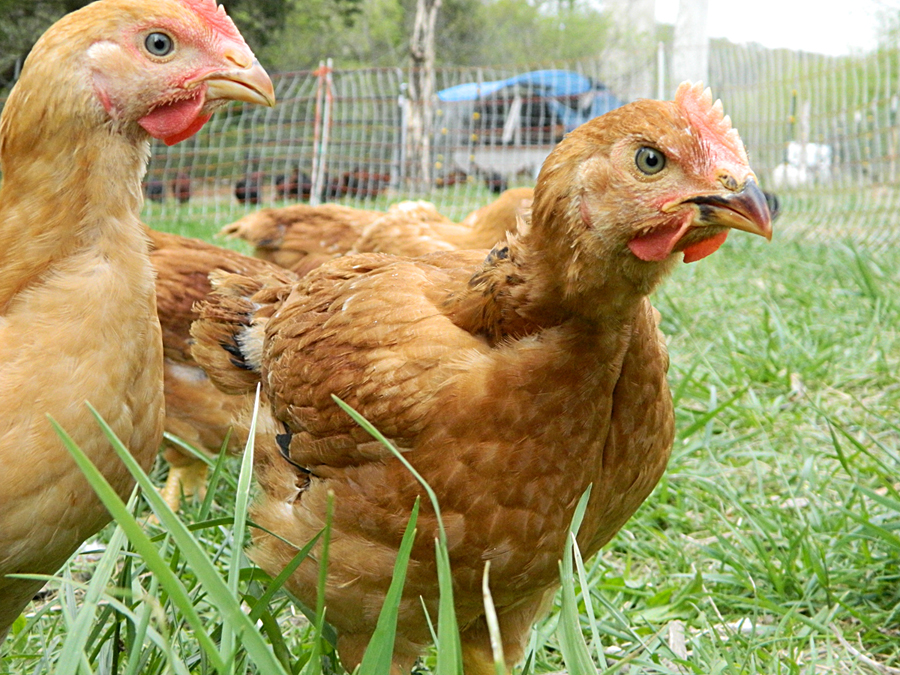Two brown hens with fencing and livestock in the background