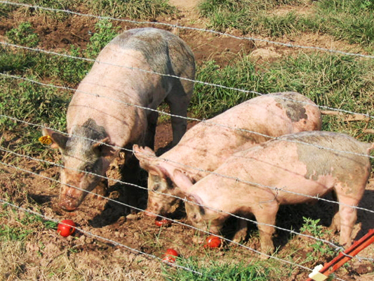 Three pigs eating vegetable scraps