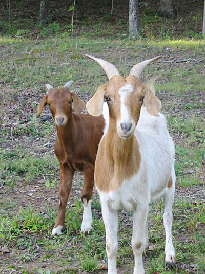 meat goats in a pasture