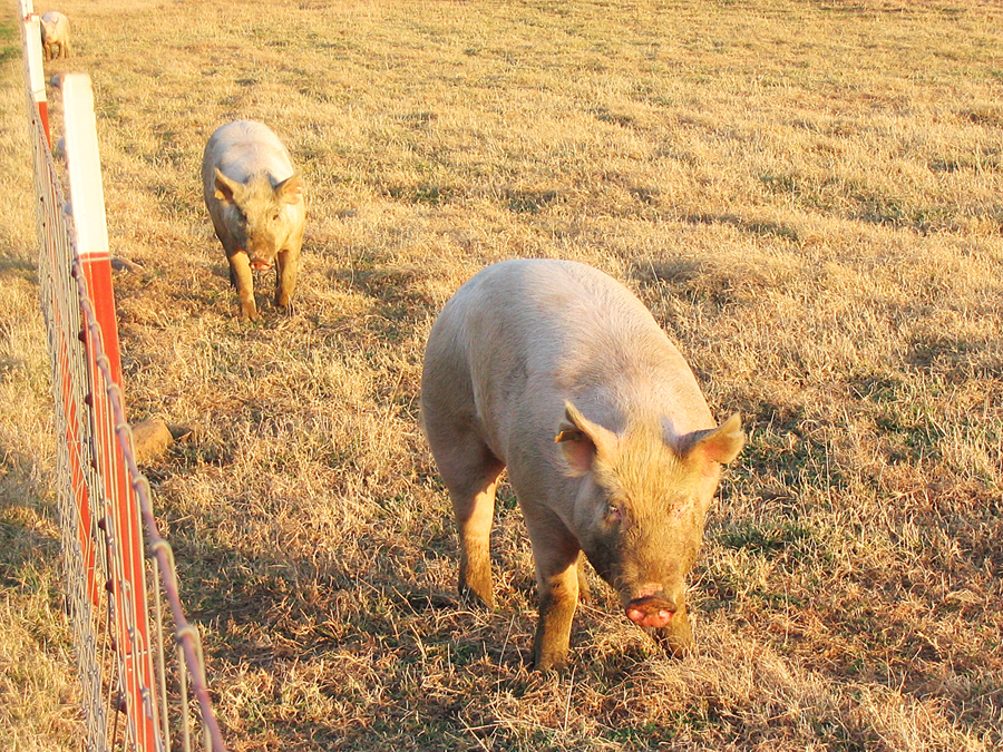 pigs along a fence line