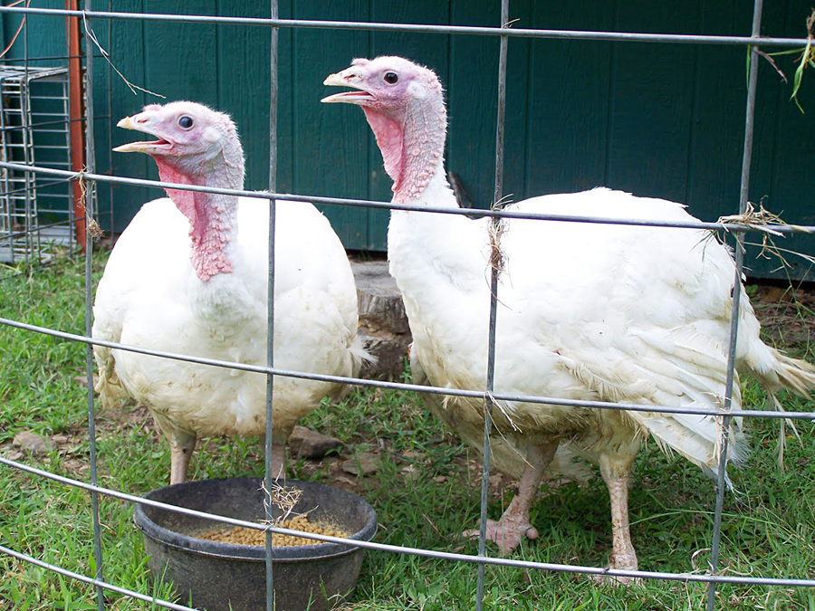two white turkeys behind a fence