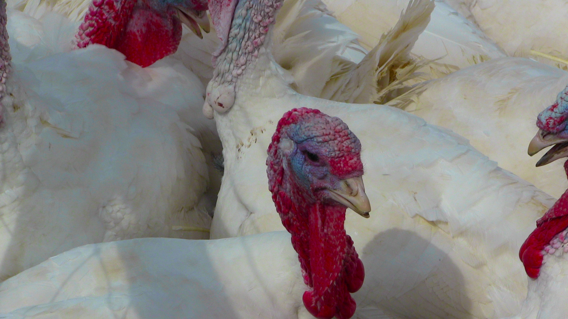 closeup of a cluster of white turkeys