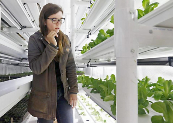 Coon Rock Farm manager Lisbeth Rasmussen walks between racksof hydroponic trays containing bib lettuce in the farm’s new Cropbox.