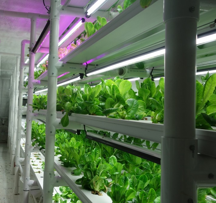 Interior view of Freight Farms' shipping-container vertical farm.