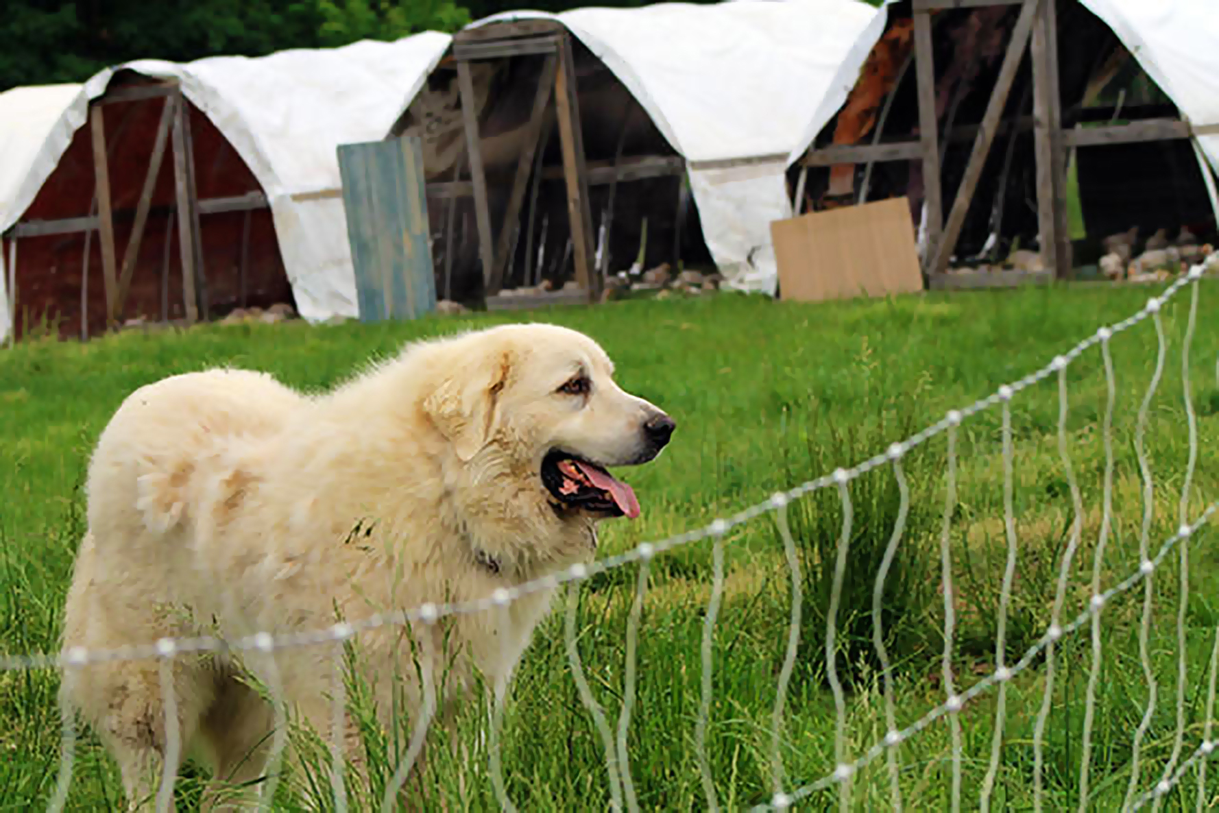 livestock guardian dog in a pasture