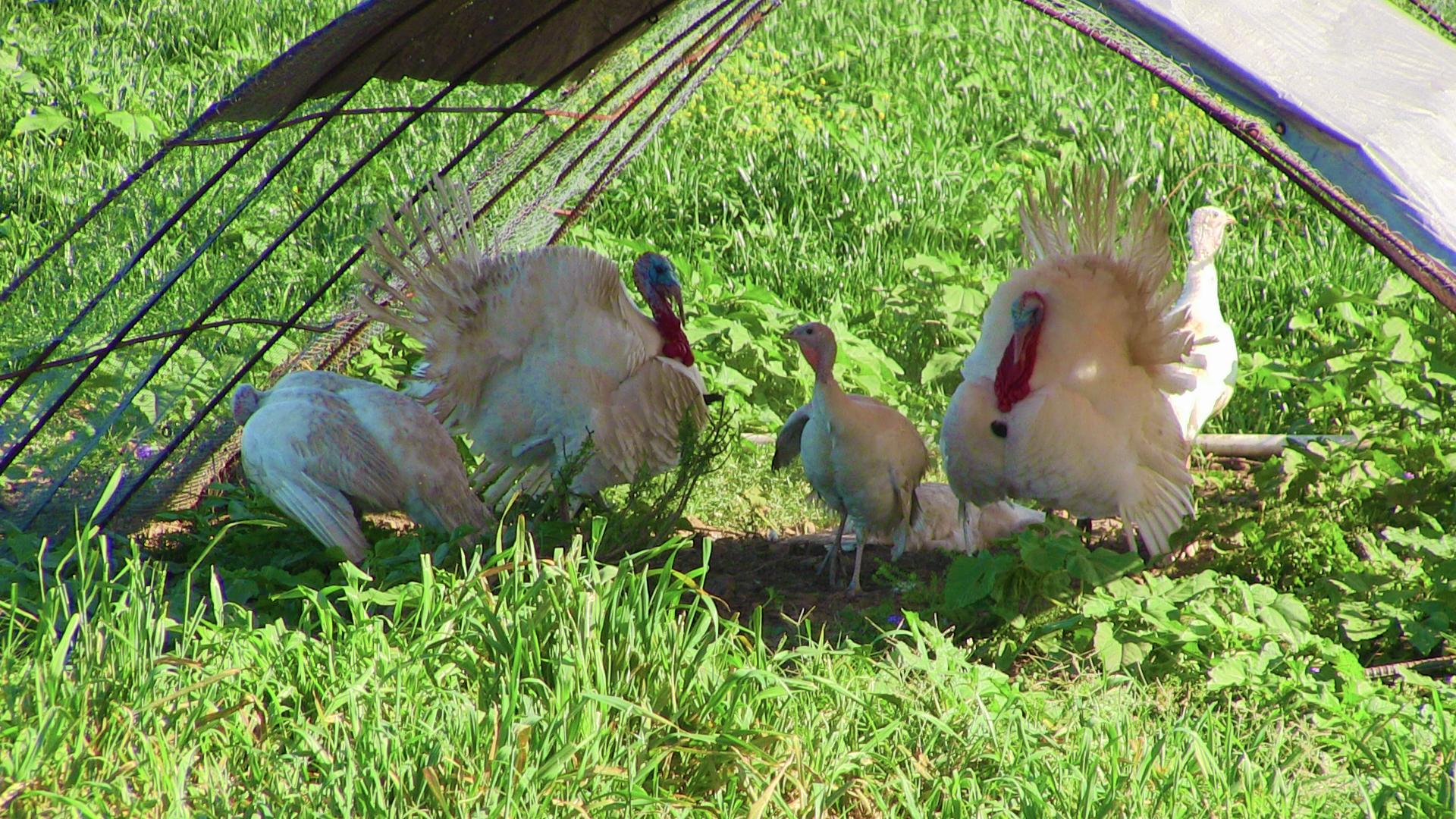 turkeys under a shade cloth