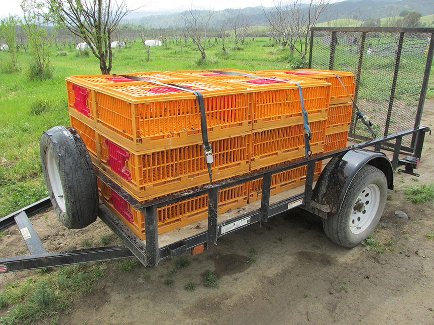 trailer stacked with empty crates for birds to transport