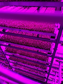 Photo of vertical farming at Arkansas Agricultural Experiment Station and 80 Acre Farms