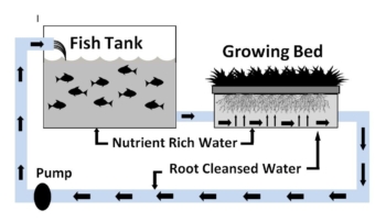 Graphic of an aquaponic system.