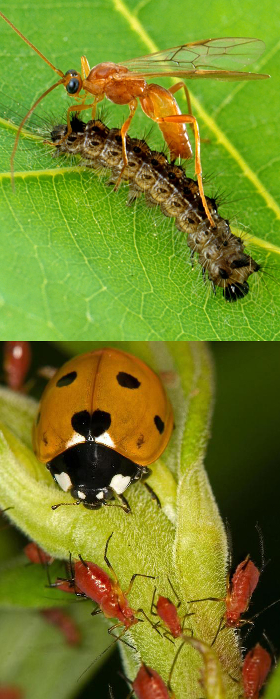 braconid wasp and lady beetle