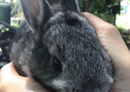 A grey bunny