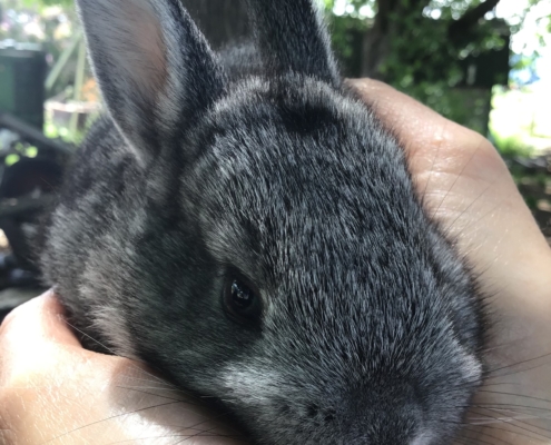 A grey bunny