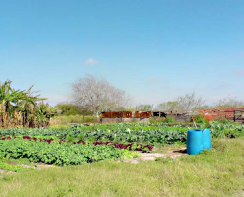 A farmscape in a hot climate