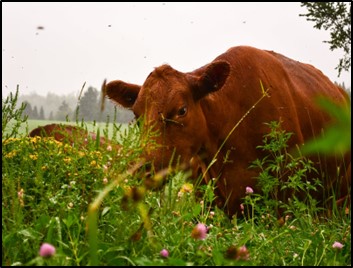 cow grazing biodiverse pasture