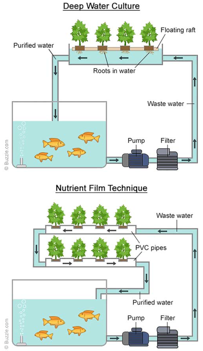 Figure 1 Hydroponic Production Adaptations to Aquaponic Systems