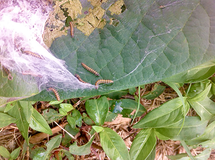 Asimina webworm larvae feeding on pawpaw leaves