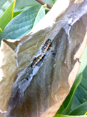 Asimina webworm larvae