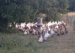 ducks on pasture Sol Seeker Farm