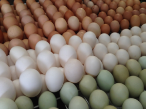 Sol Seeker Farm multicolored eggs