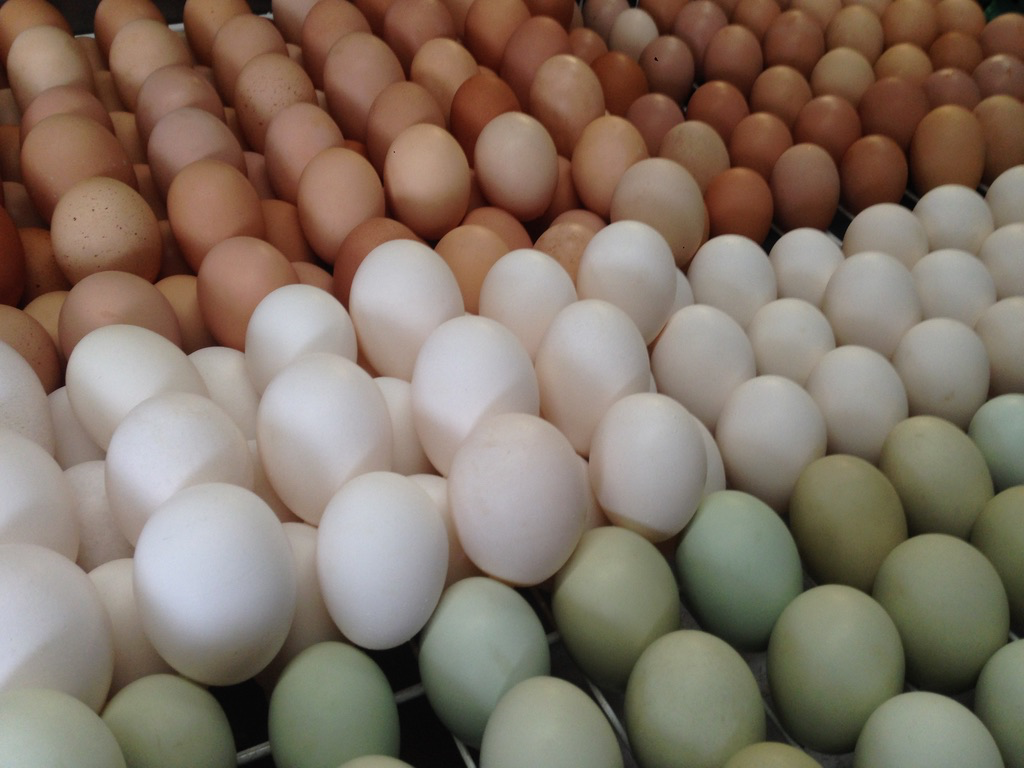 Sol Seeker Farm multicolored eggs