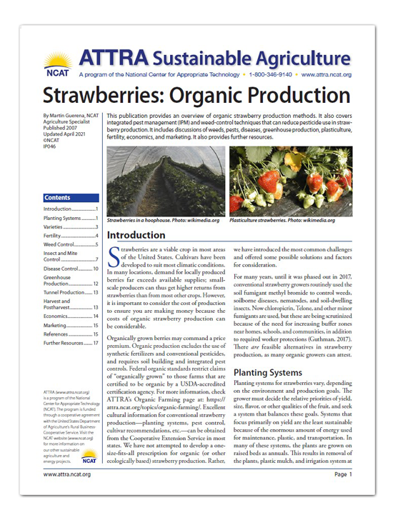 Strawberries: Organic Production – ATTRA – Sustainable Agriculture