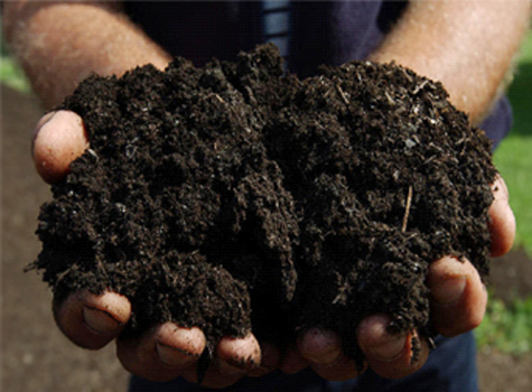 handful of nutrient-rich soil