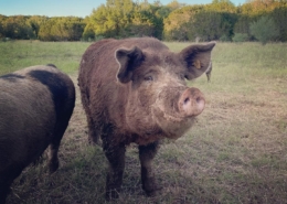 Pig standing in a Texas field