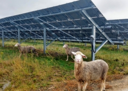 A sheep stands under a solar array