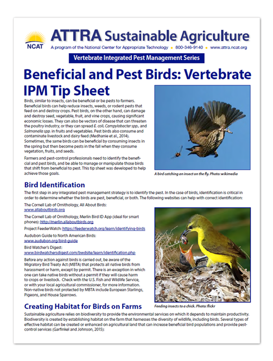 Beneficial And Pest Birds: Vertebrate Ipm Tip Sheet – Attra 