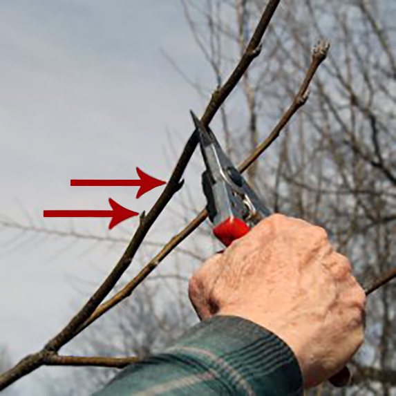 Pruning for Organic Management of Fruit Tree Diseases – ATTRA ...