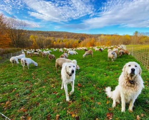 Livestock Guardian Animals: Protecting the Flock or Herd – ATTRA –  Sustainable Agriculture