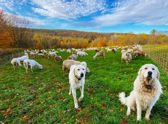 what is the best guard dog for goats