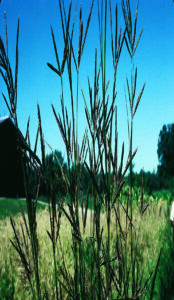 Native warm-season grasses like big bluestem are managed differently than cool season grasses.