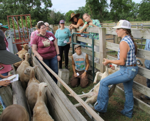 A rancher holds a sheep in a cradle during a women and livestock training by NCAT