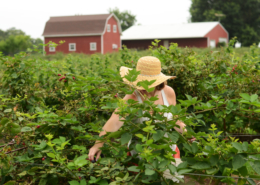 A customer picks blackberries at a u-pick farm.