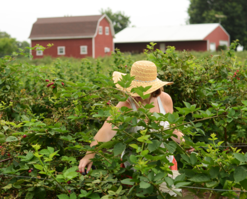 A customer picks blackberries at a u-pick farm.