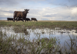 Black Angus in a flooded Montana field