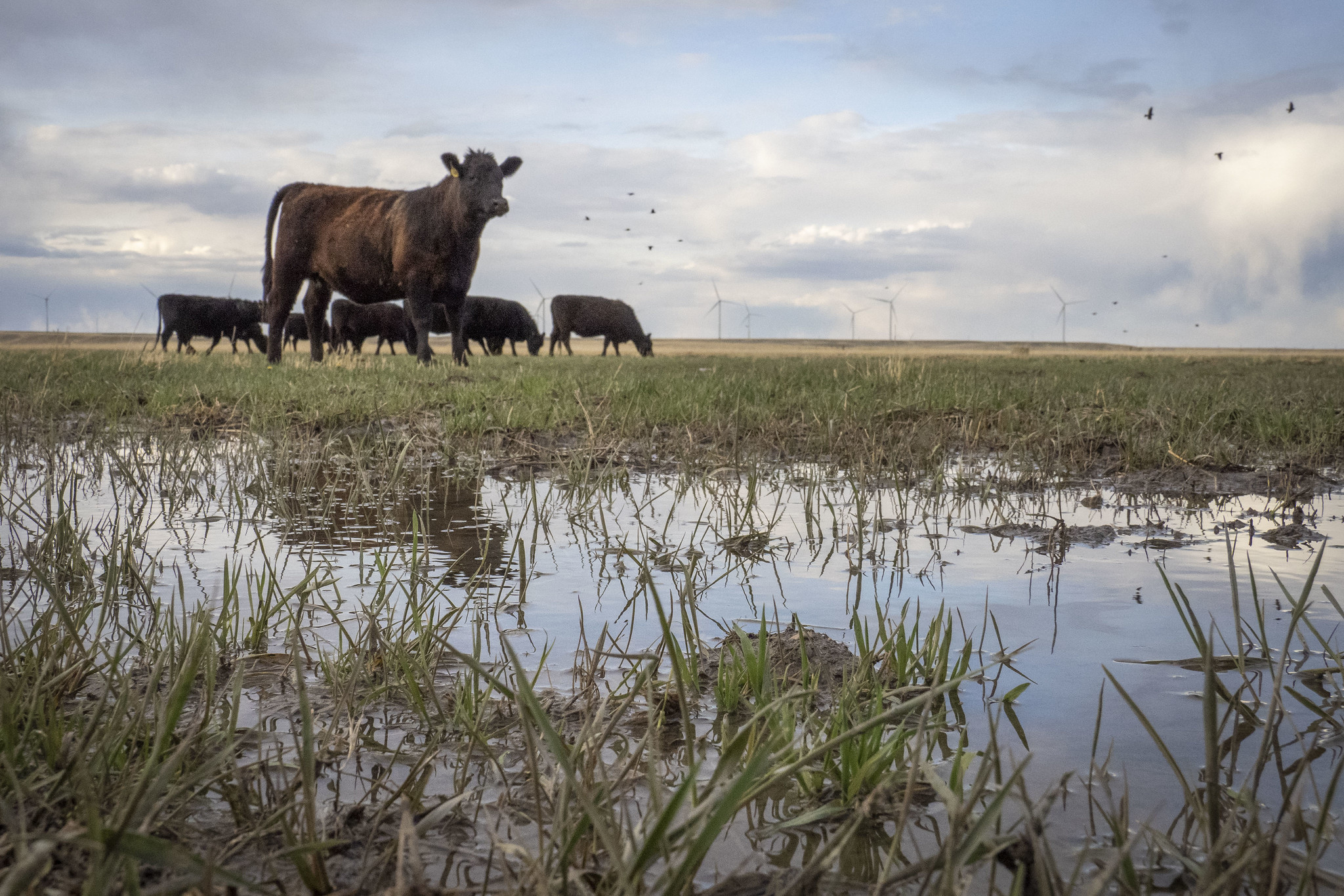 Black Angus in a flooded Montana field