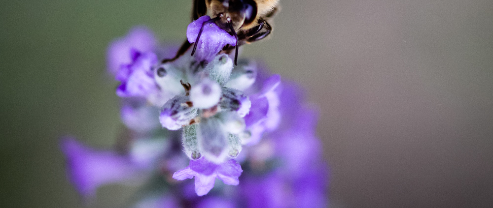 A bee sits on lavender