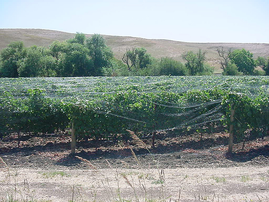 netting on a vineyard