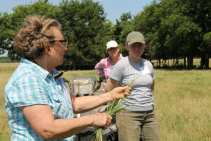 Claire Whiteside, NRCS, identifies a grass for farmers.